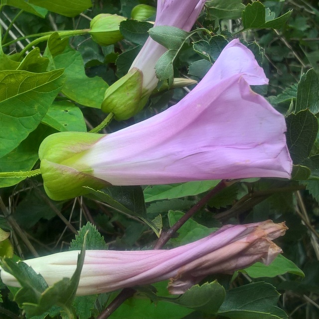 hairy bindweed