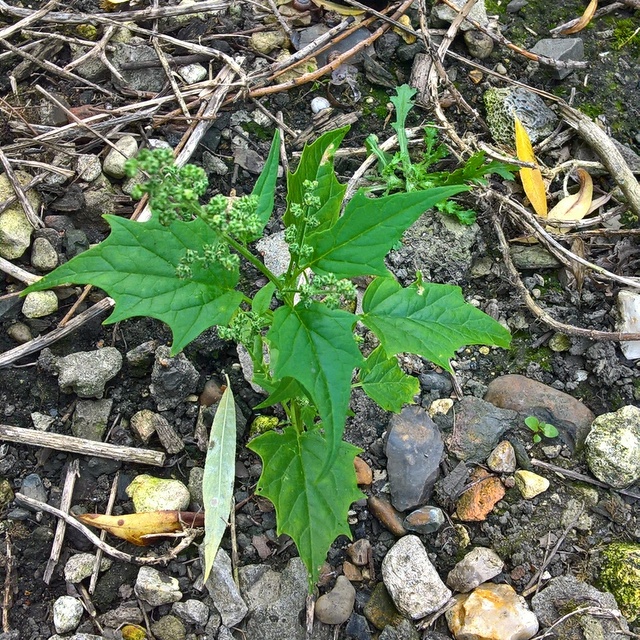 maple leaved goosefoot