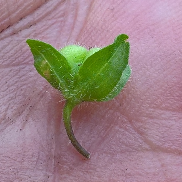 green speedwell