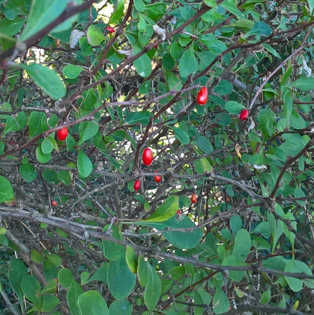 barberry