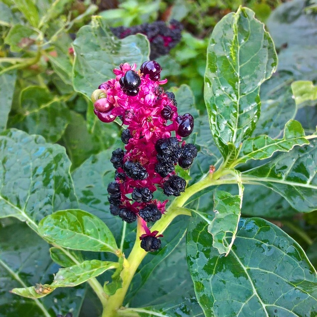 american pokeweed