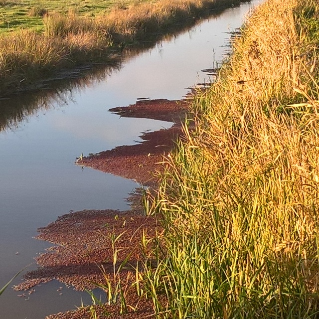 water fern