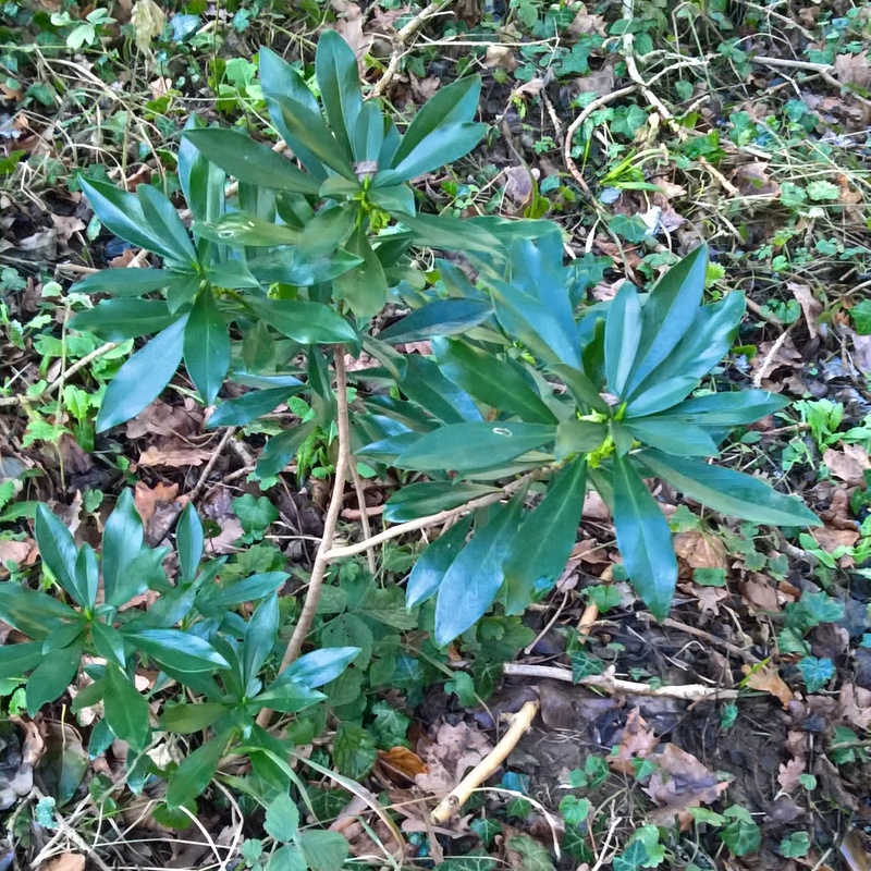 spurge laurel