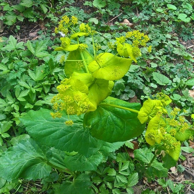 Perfoliate alexanders