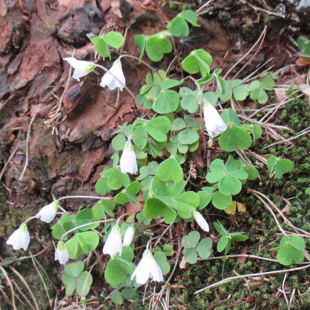 wood sorrel