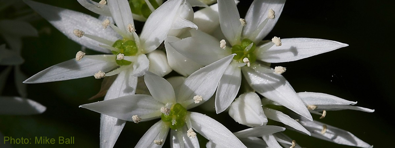 Ramsons by Mike Ball