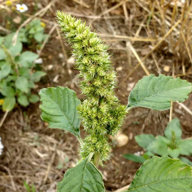 amaranthus