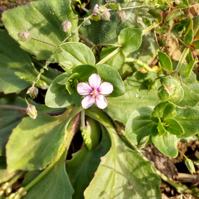 scarlet pimpernel