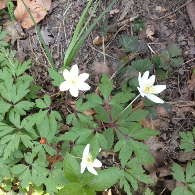 wood anemone