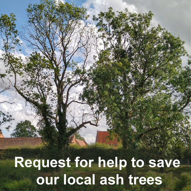 Request for help to save our local ash trees