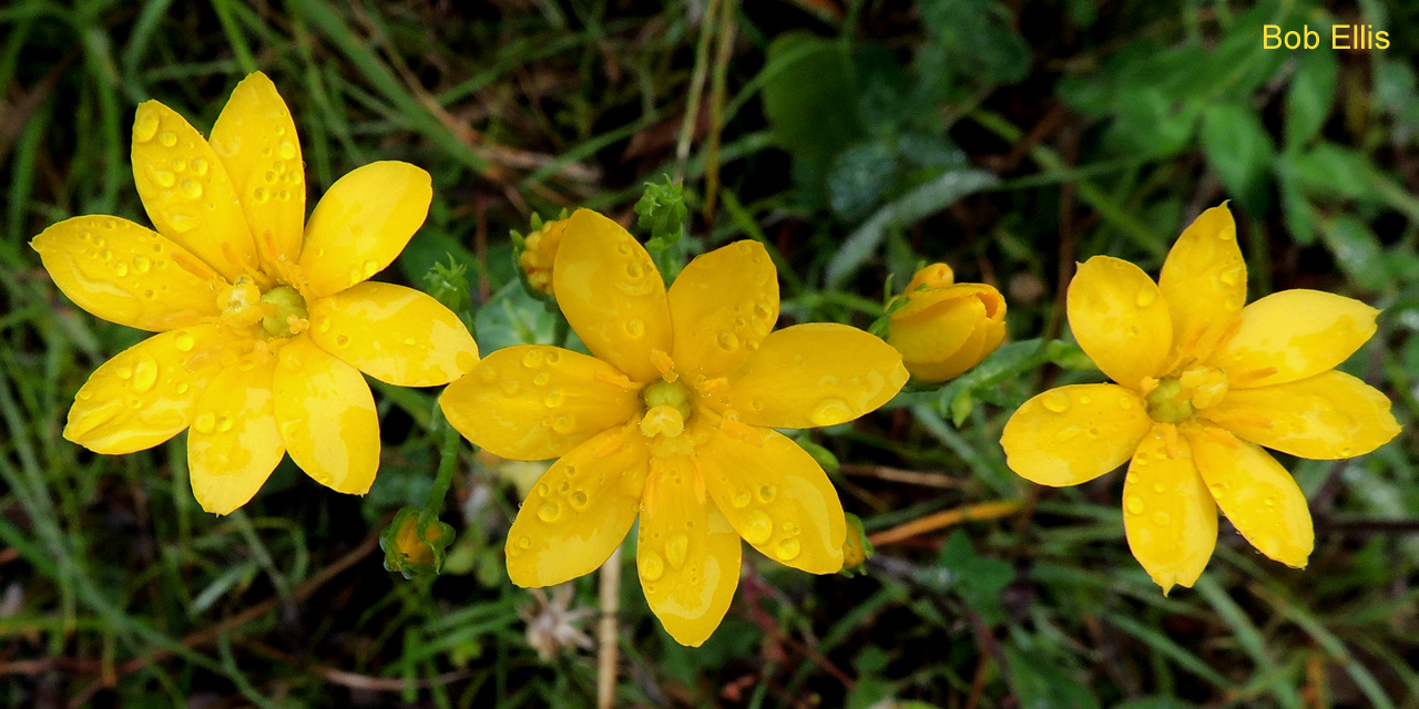 Yellow-wort by Bob Ellis
