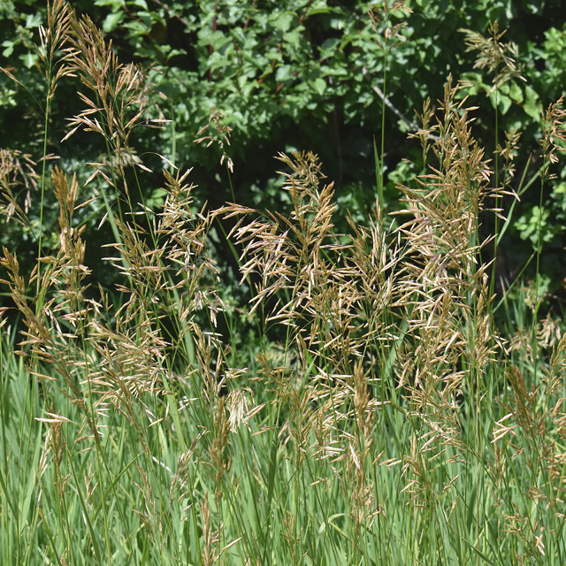 hungarian brome