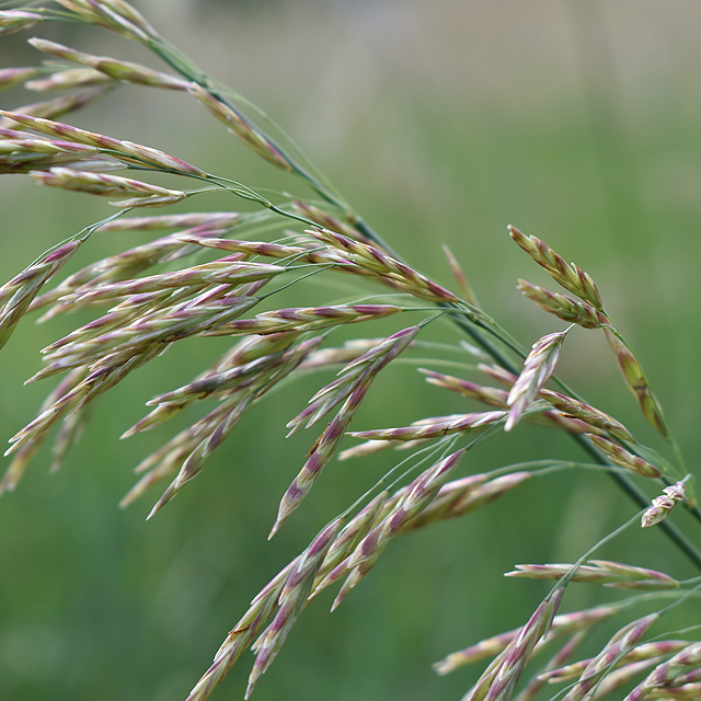 Hungarian Brome