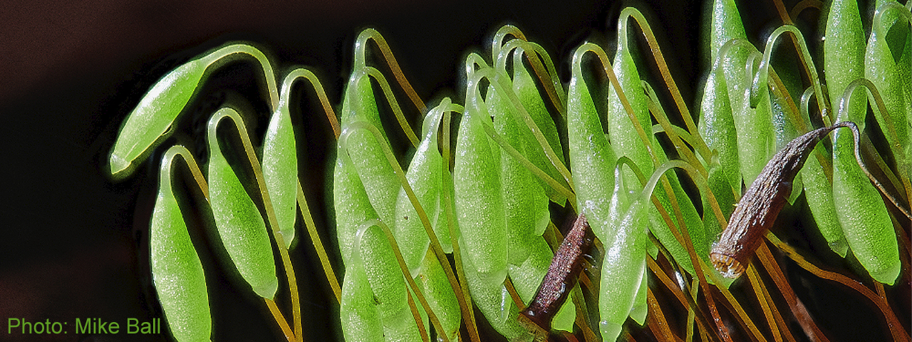 Capillary Threadmoss by Mike Ball