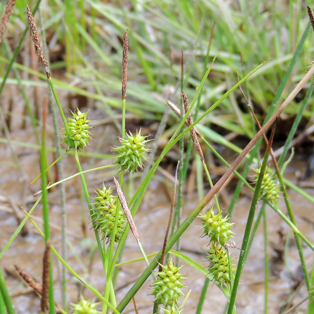 Yellow sedge