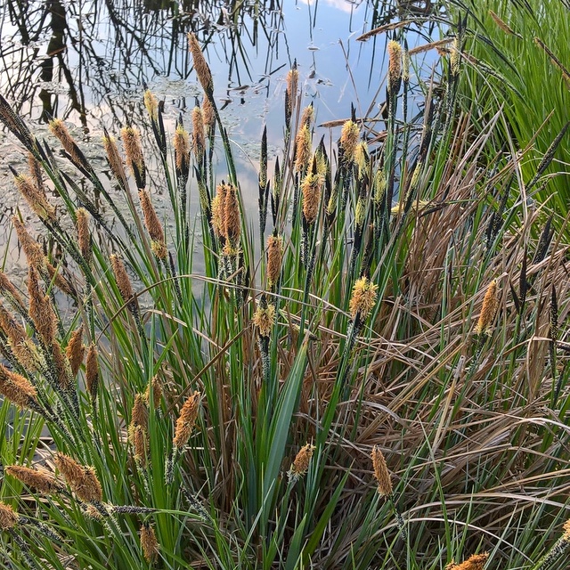 tufted sedge