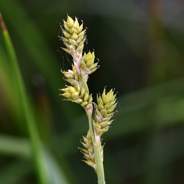 white sedge