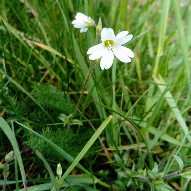 Field Mouse-ear