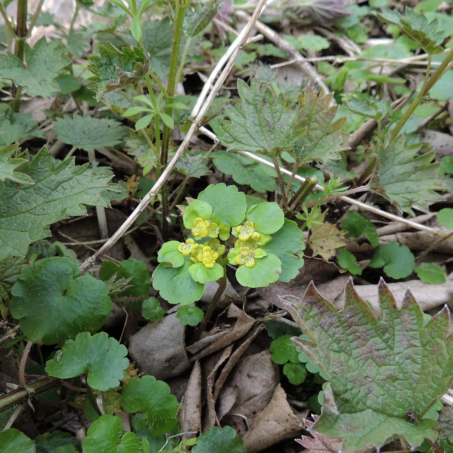 golden saxifrage