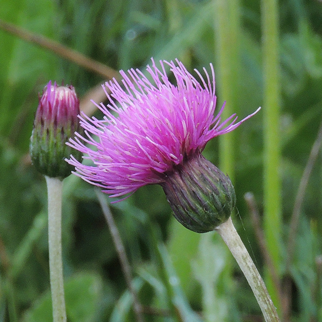 Meadow Thistle