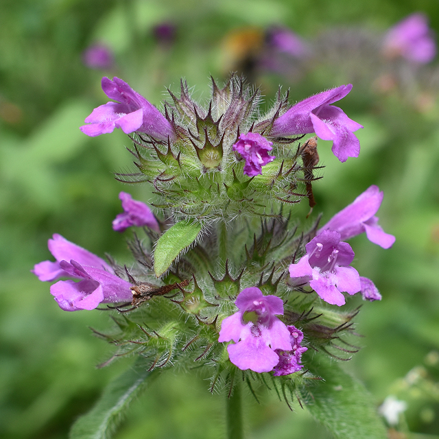 wild basil