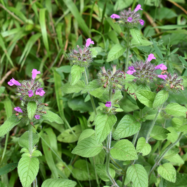 wildbasil