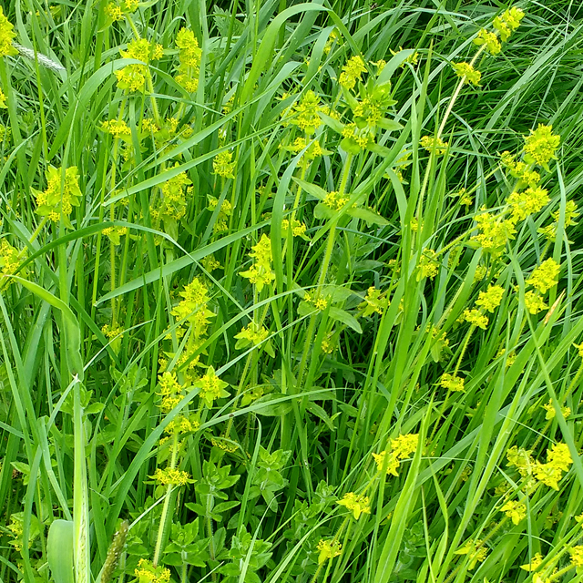 Crosswort