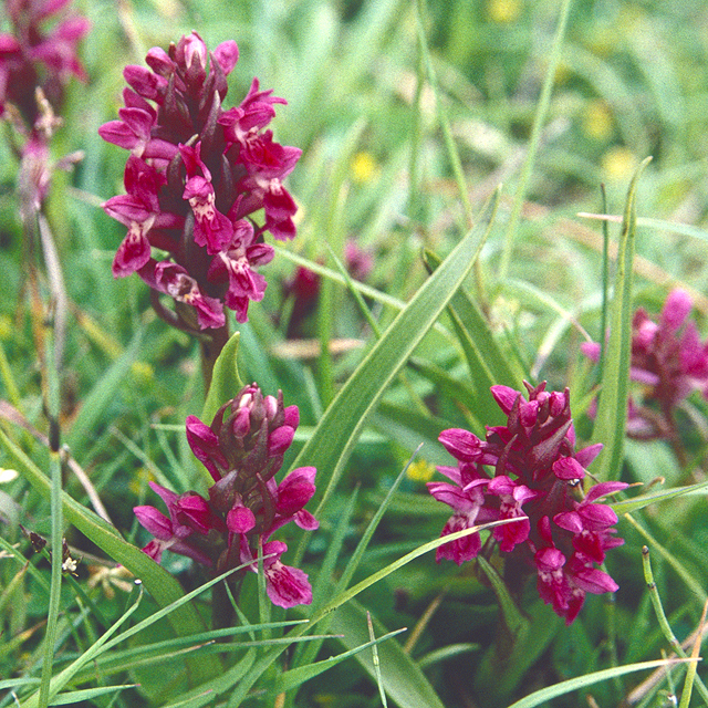 Early Marsh-orchid (red subspecies)