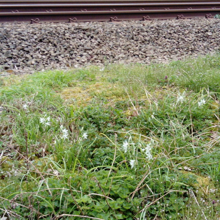 drooping star of bethlehem