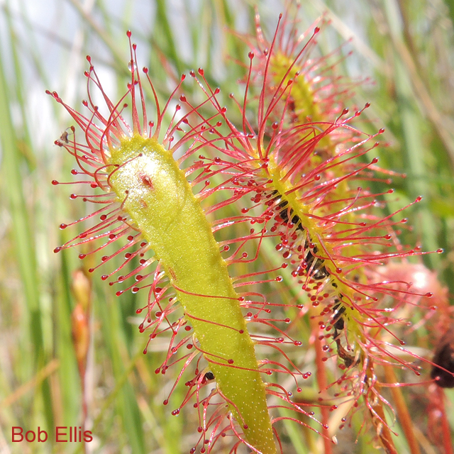 Great Sundew by Bob Ellis