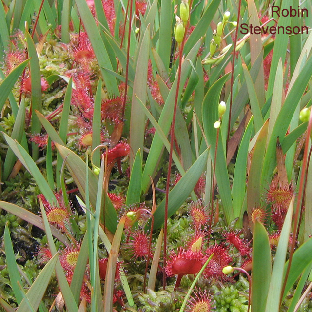 Round-leaved Sundew by Robin Stevenson