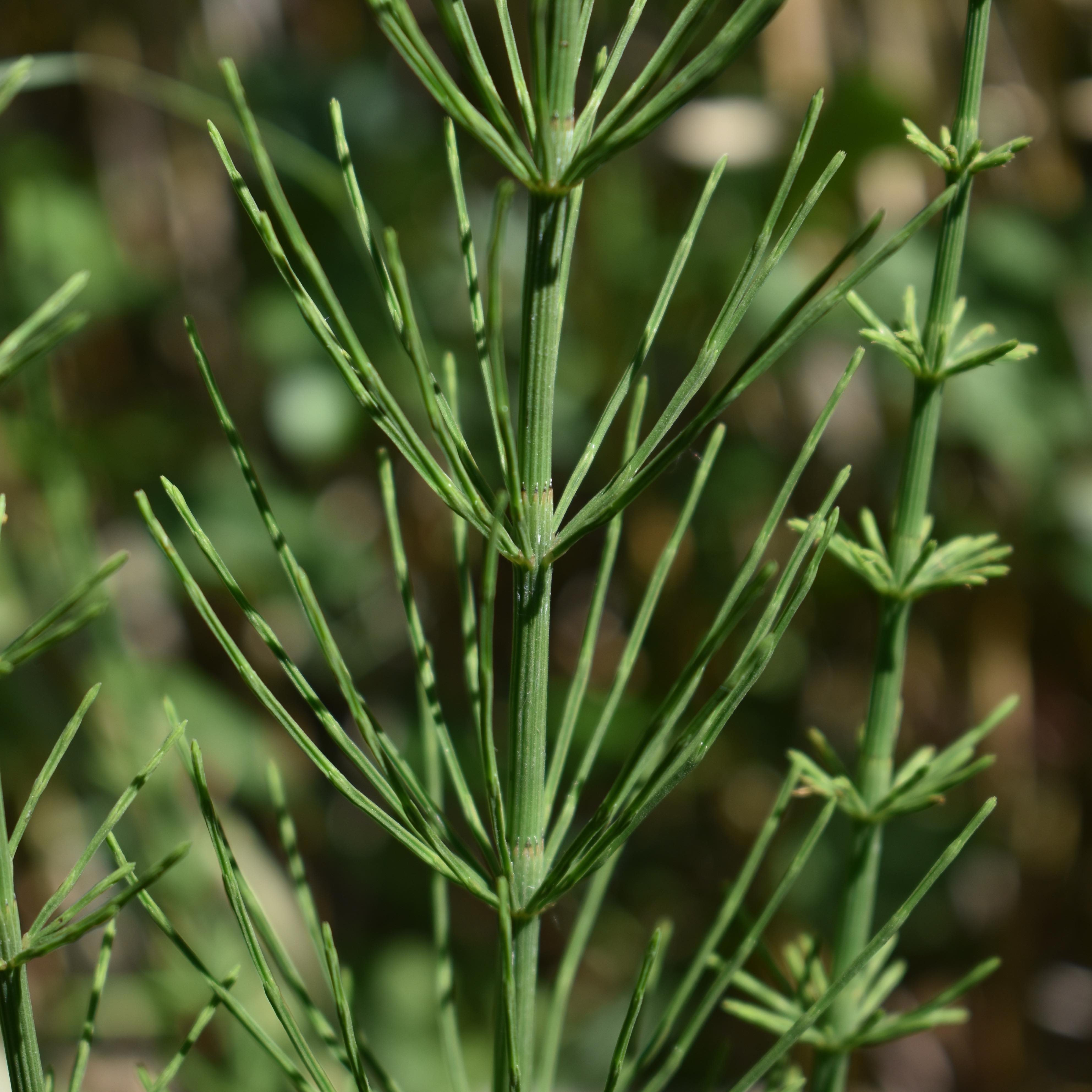 horsetail