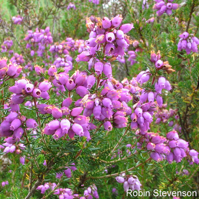 View over New Forest heathland Ling (Erica cinerea) and Bell