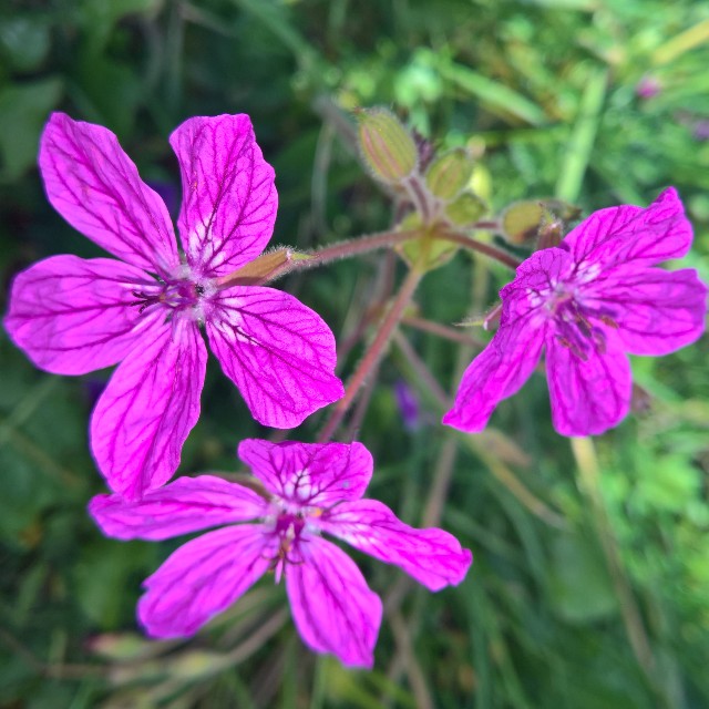 Garden Stork's-bill