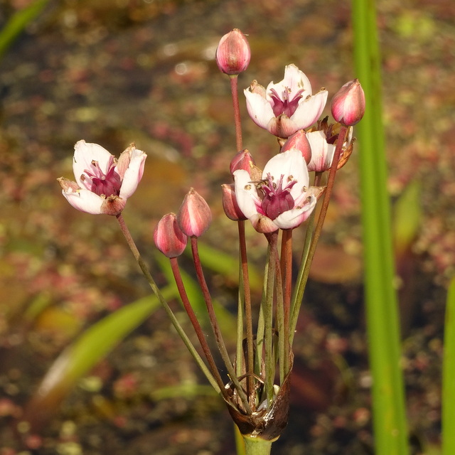 Flowering rush