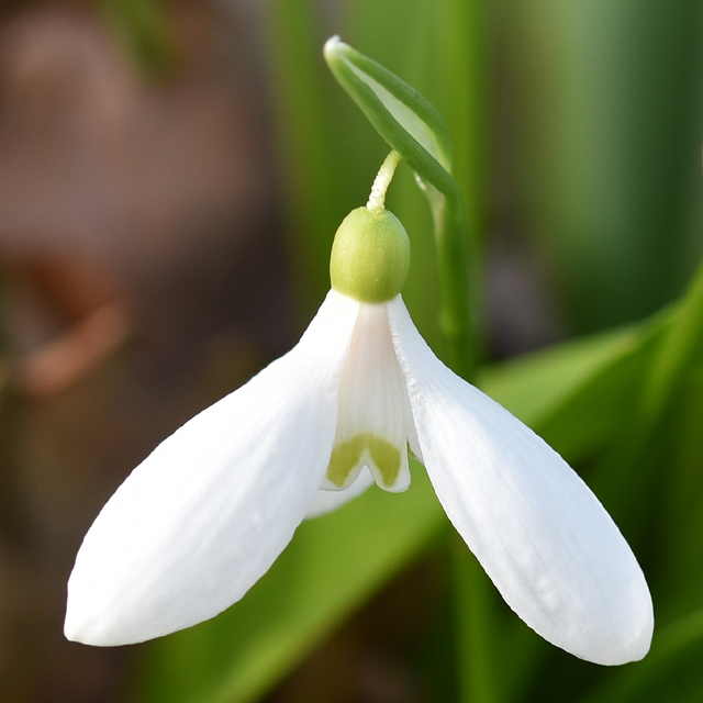 snowdrop