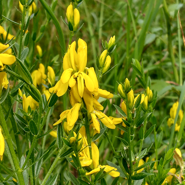 Dyer's Greenweed