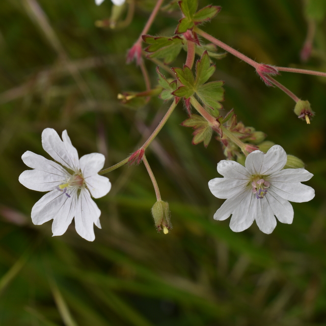 hedgerow cransbill