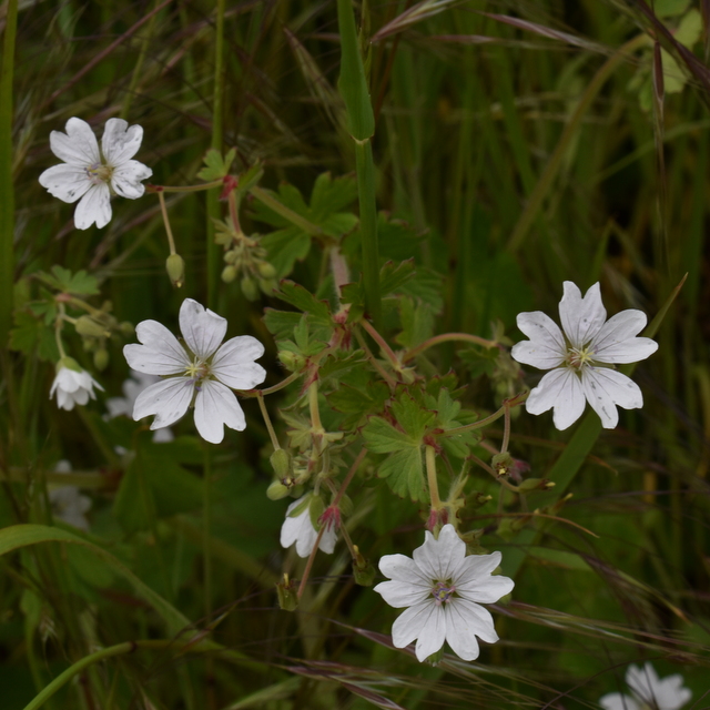 hedgerow cranesbill