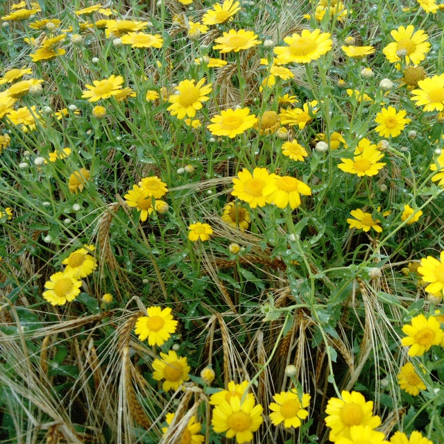 corn marigold