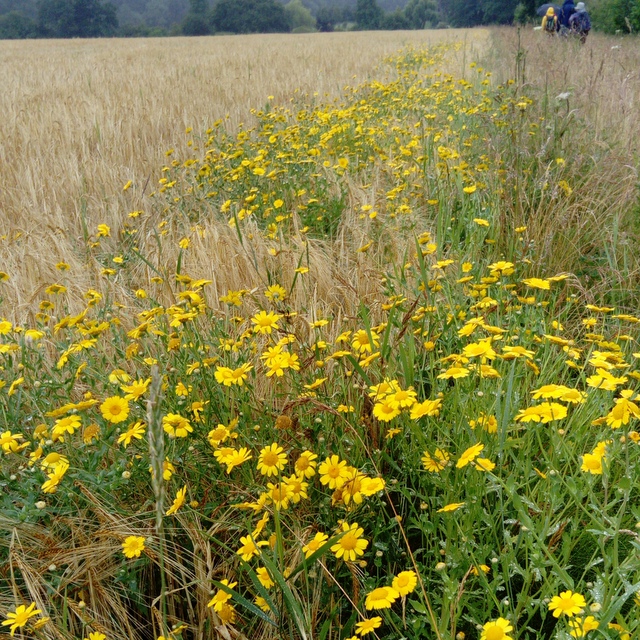 corn marigold