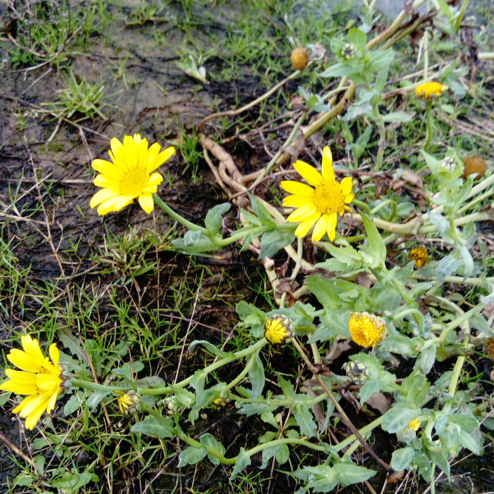 corn marigold