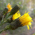 Hieracium sp.