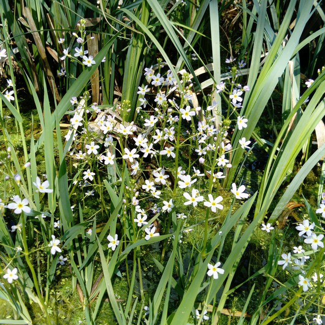 water violet