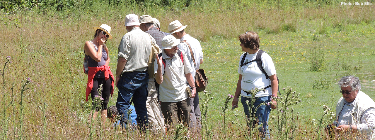 A field meeting at East Wretham by Bob Ellis