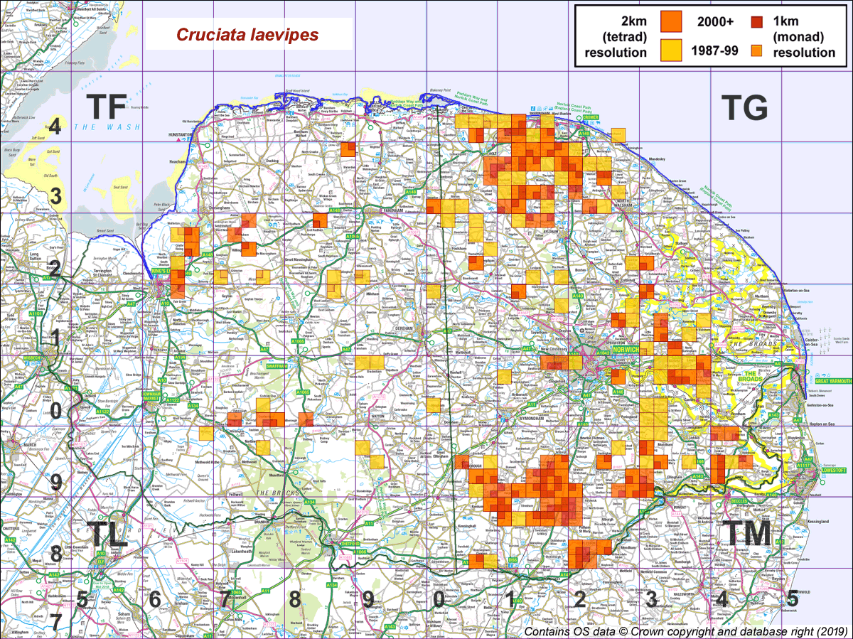 cruciata laevipes map