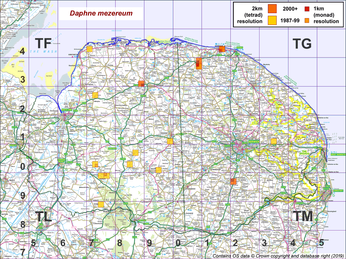 Daphne mezereum map