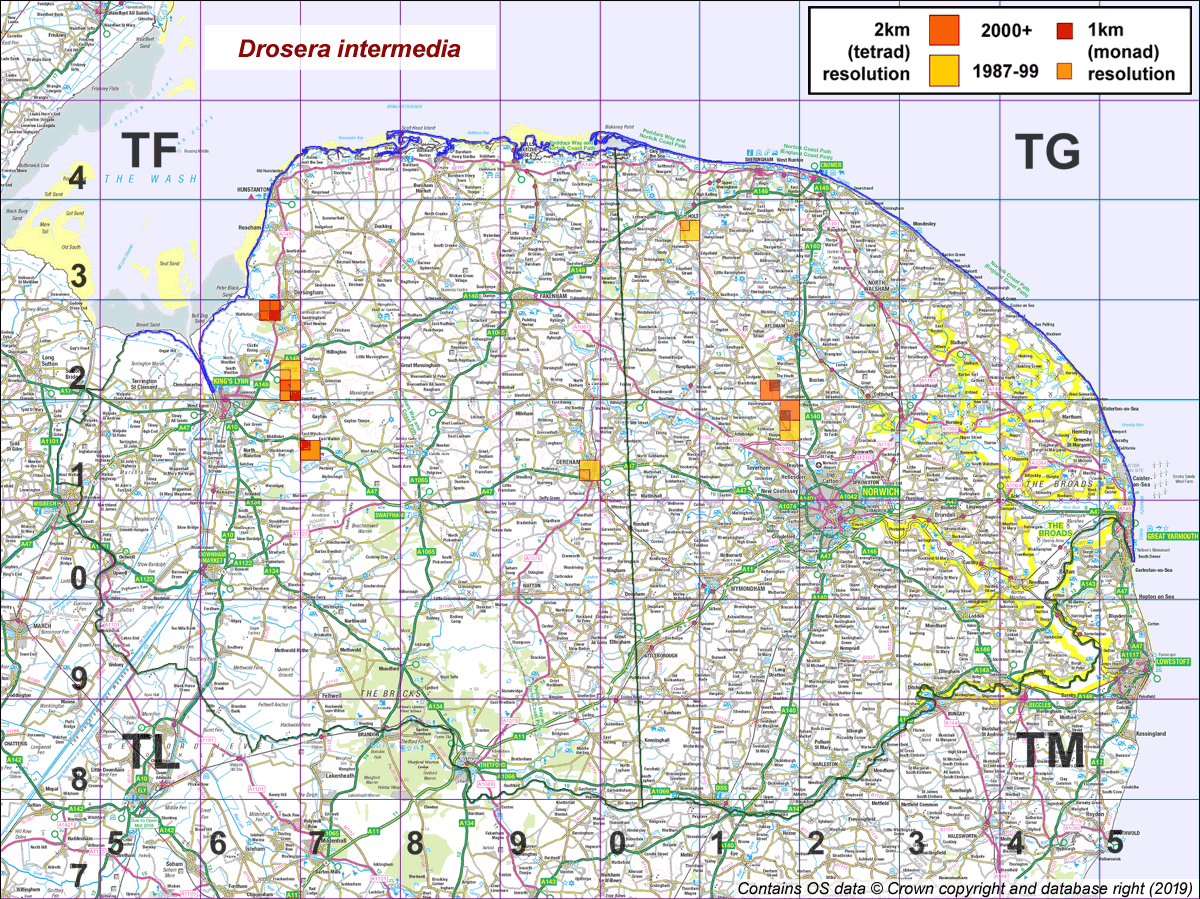Drosera intermedia map
