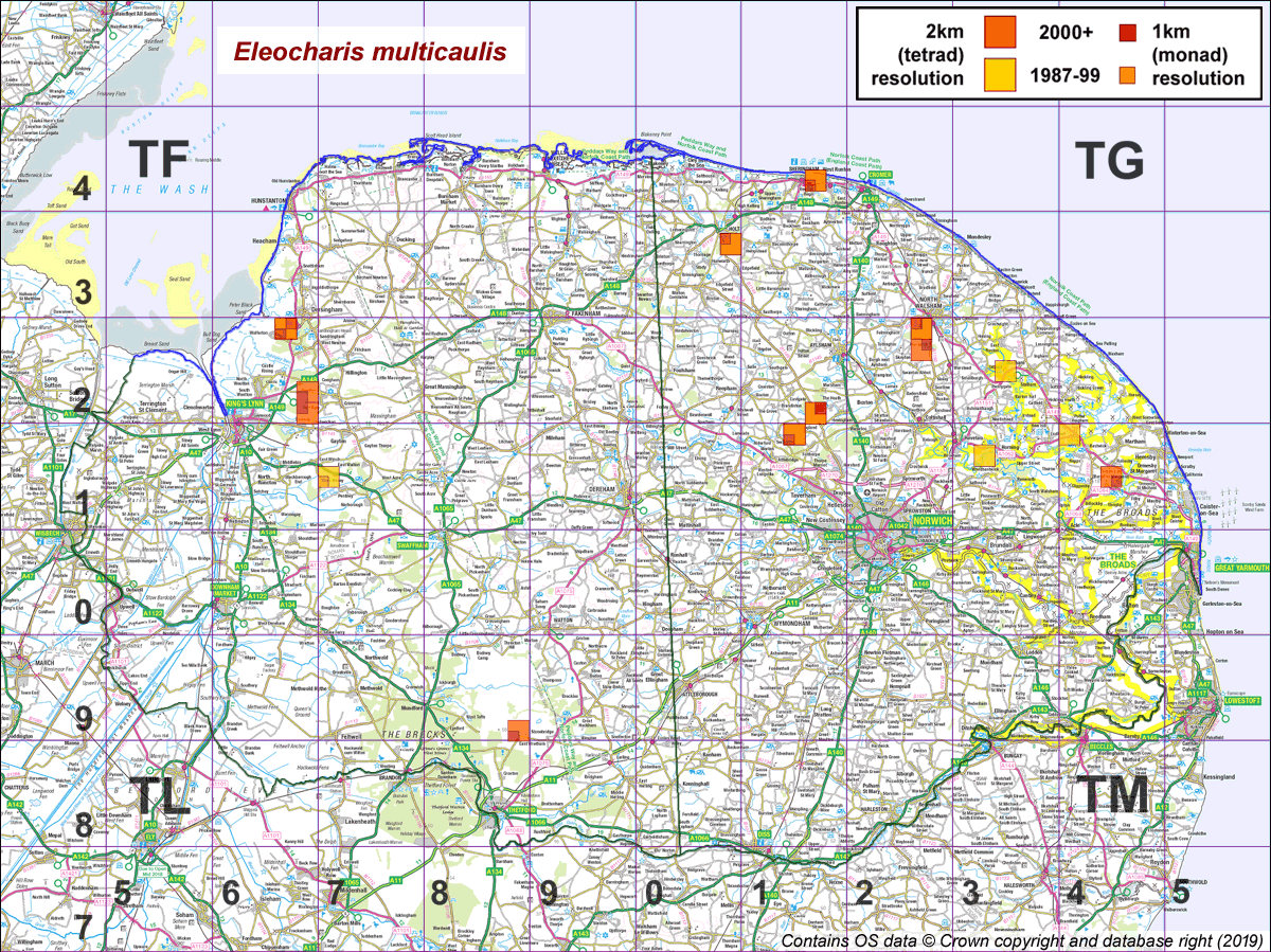 Eleocharis multicaulis map