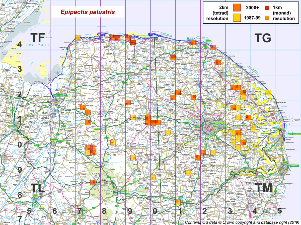 Epipactis palustris map